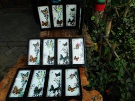 Dali Butterfly Spring